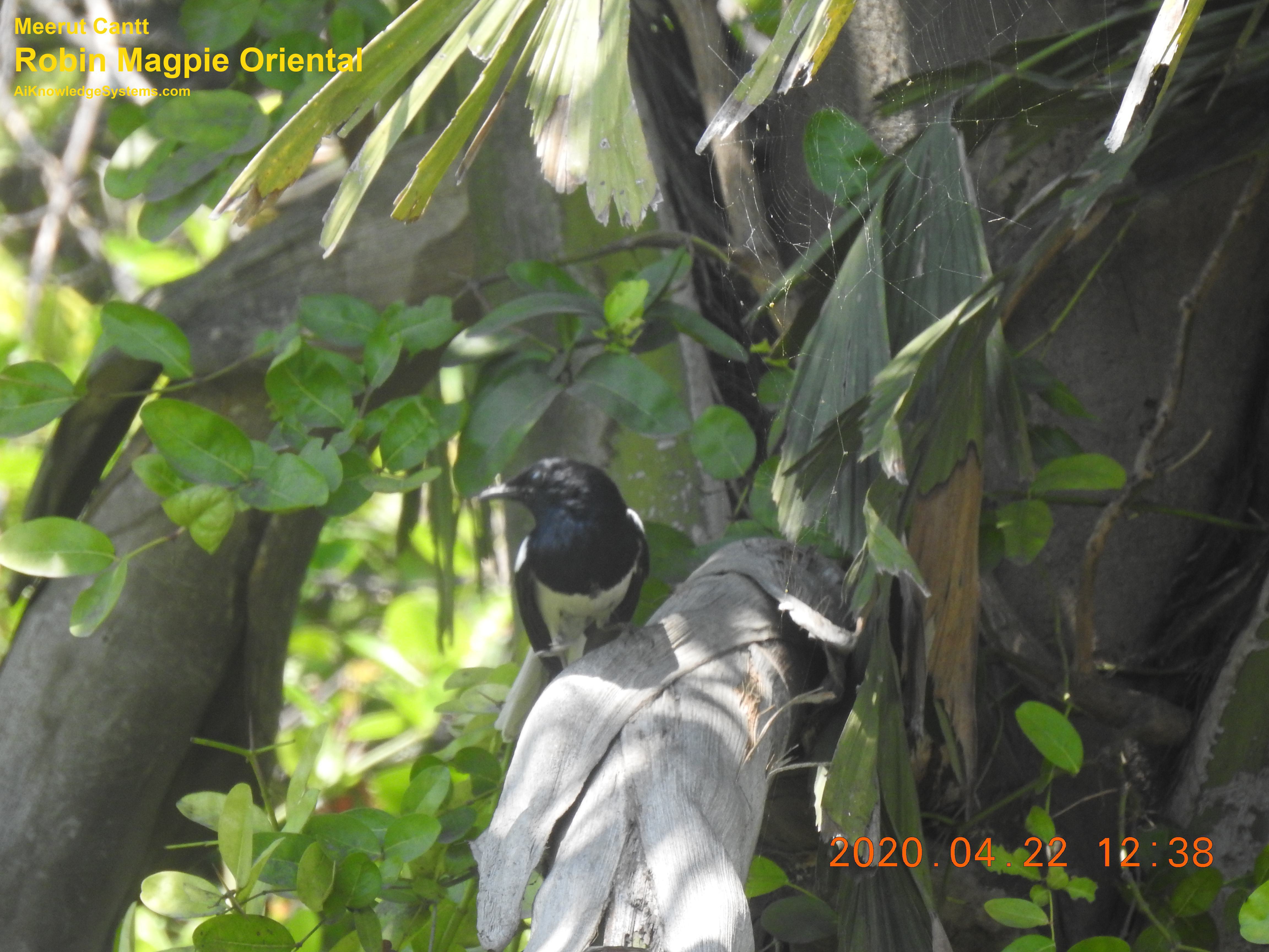 Magpie Robin (127) Coming Soon